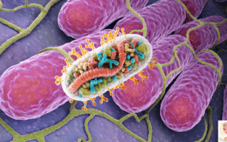 schéma mitochondrie production ATP fatigue chronique femme